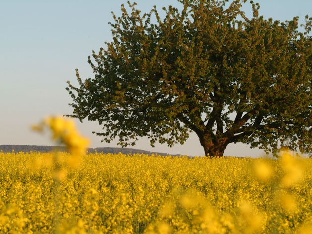 Kersenboom in een veld van bloeiend koolzaad.