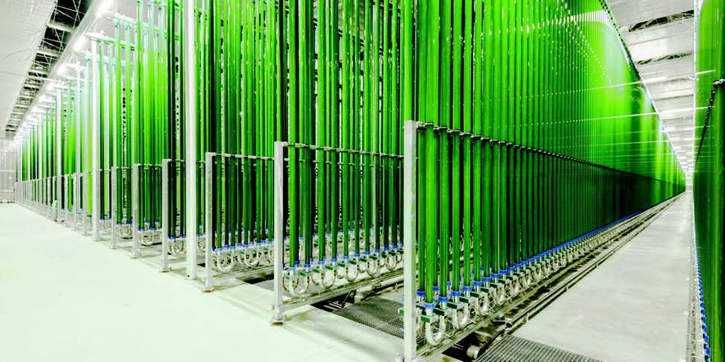 Fotobioreactoren om aan de groeiende vraag naar algen te voldoen