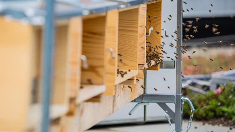 De kleine bijen worden verzorgd door een medewerker die is opgeleid als imker